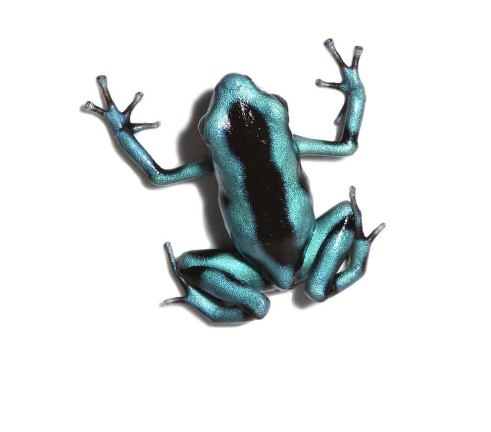cb-turquoise-and-black-auratus-dart-frog cb turquoise and black auratus dart frog e1745251874248