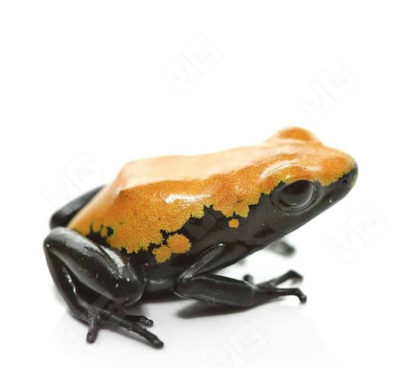 C.B. Yellow Splashback Dart Frog