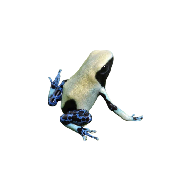 C.B. Yellowback Tinctorius Dart Frog