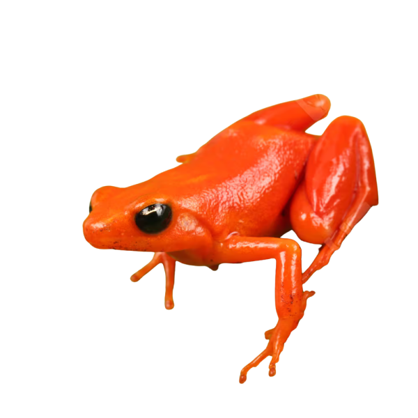 Golden Mantella