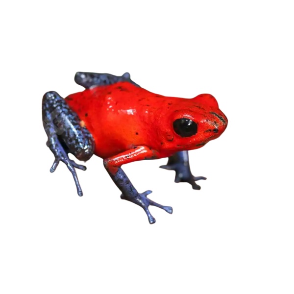 Nicaragua Strawberry Pumilio Dart Frog