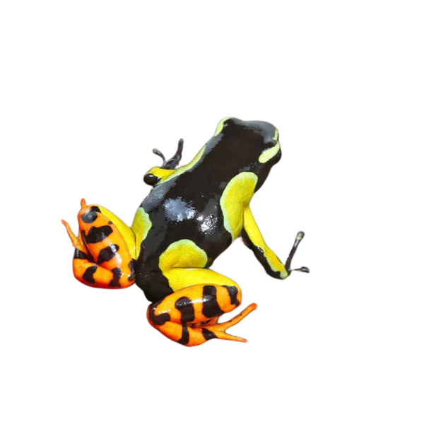 Painted Mantella