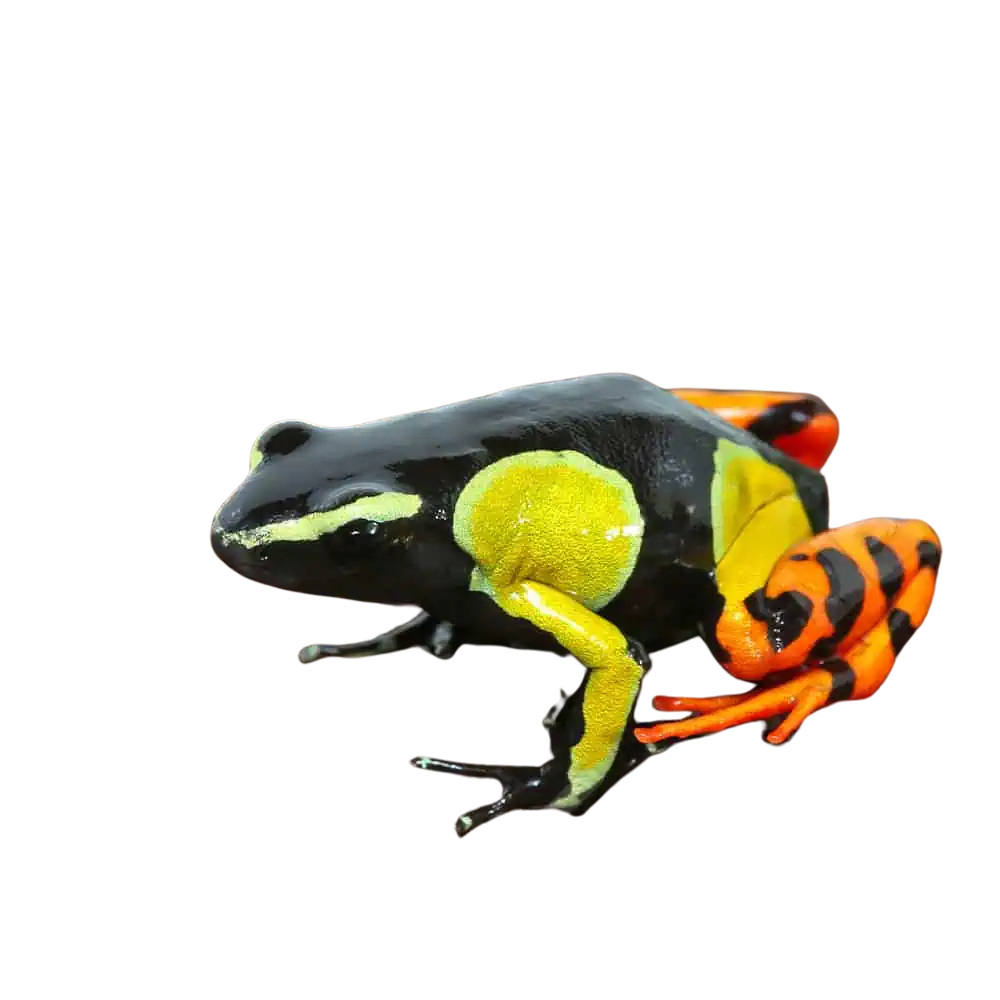 painted-mantella (2) painted mantella 2