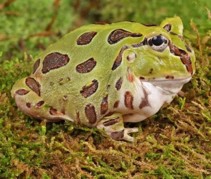 Adult Green Pacific Pacman Frog