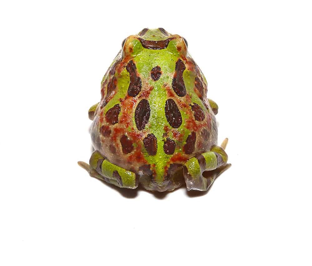 ornita-pacman-frog-in-stock ornita pacman frog in stock