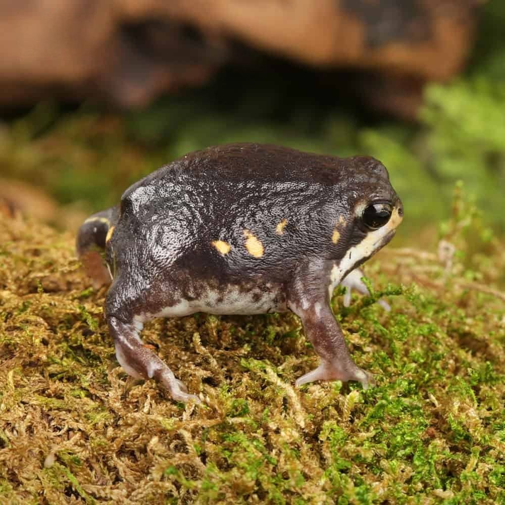 powers-rain-frog-for-sale powers rain frog for sale