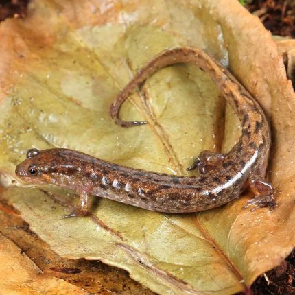 Seal Salamander