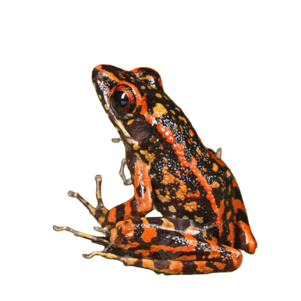Spotted Stream Frog