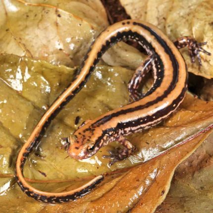 Three Line Salamander