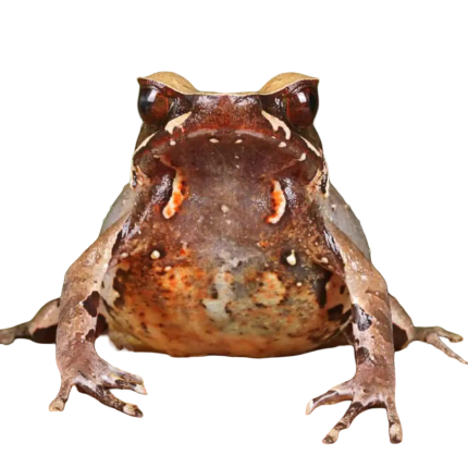 Yellow Spotted White Lipped Horn Frog